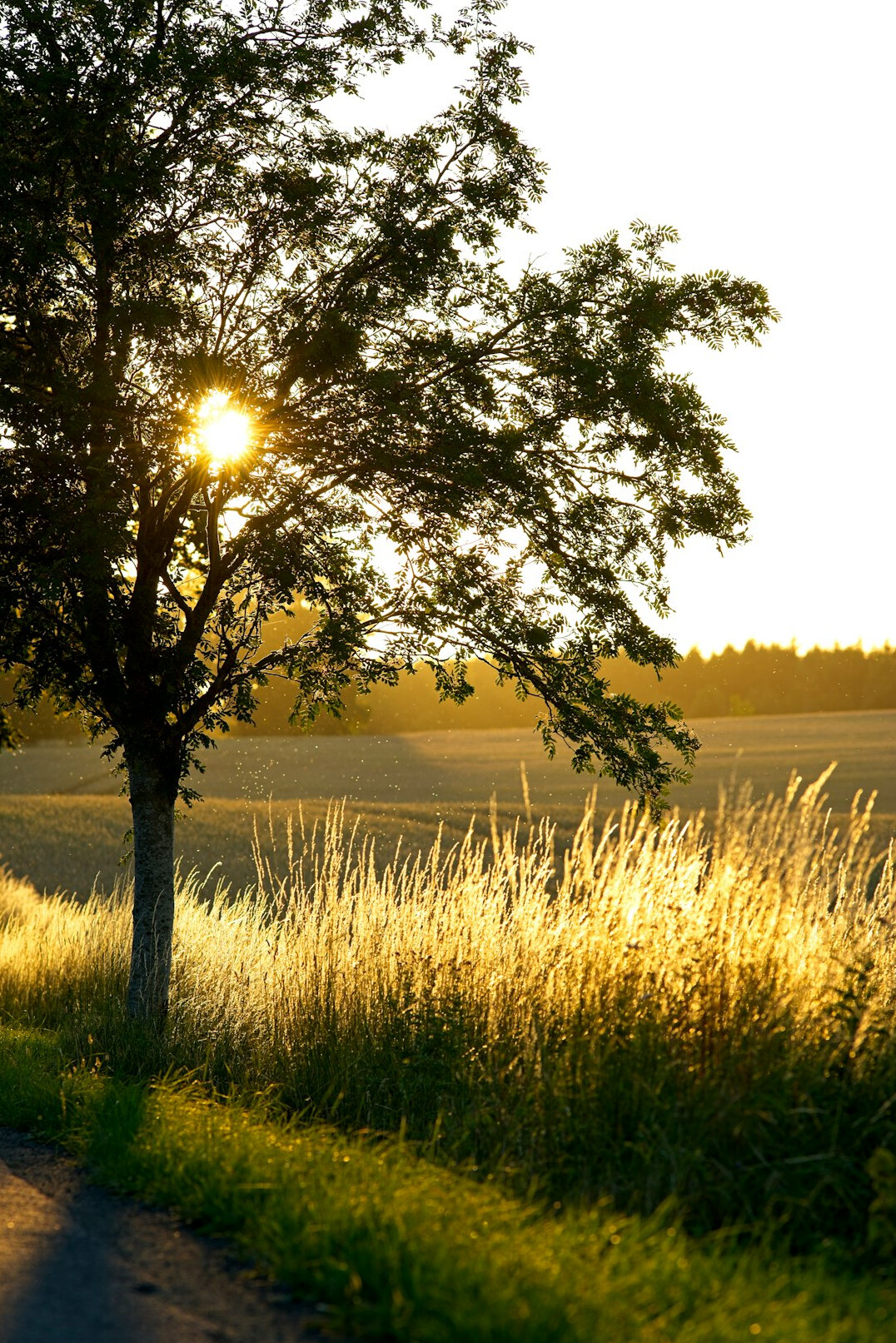 danish countryside landscape