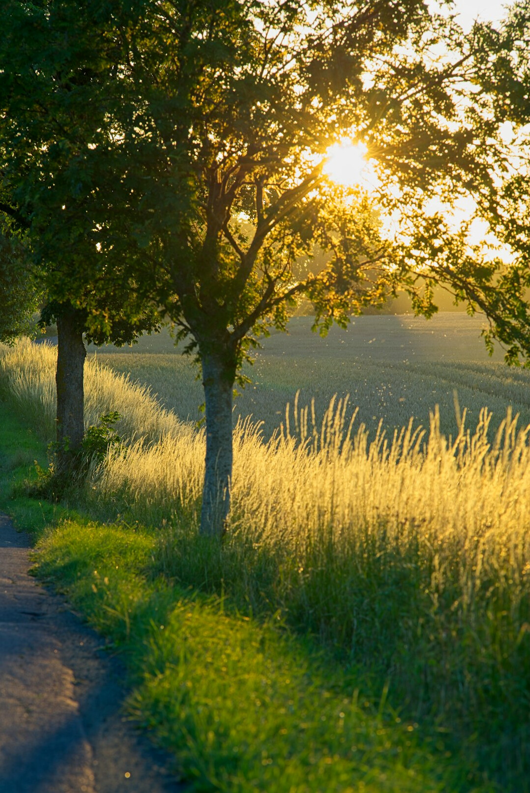 danish countryside landscape